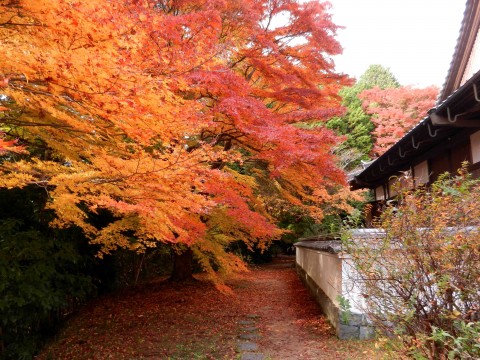 DSCN492202