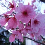 DSCN396702