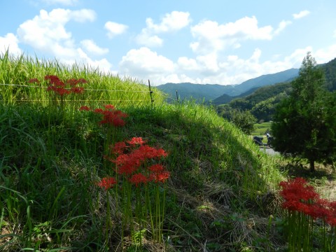 DSCN6338