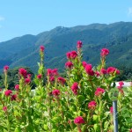 DSCN164202