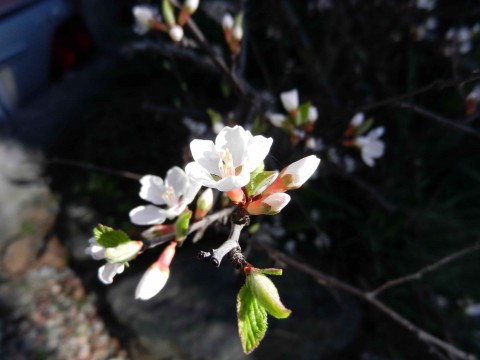 DSCN526702