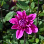 dsc_005102